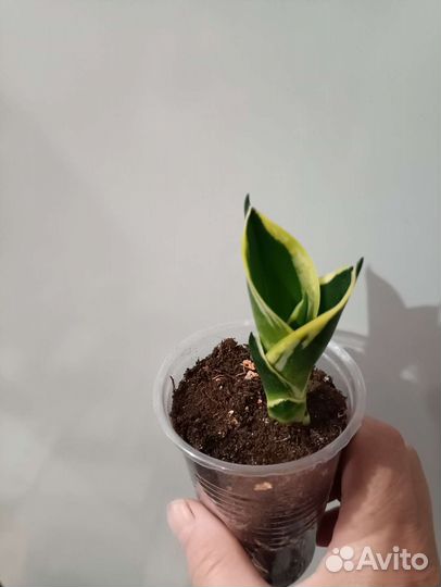 Сансевиерия ханни крео,голд