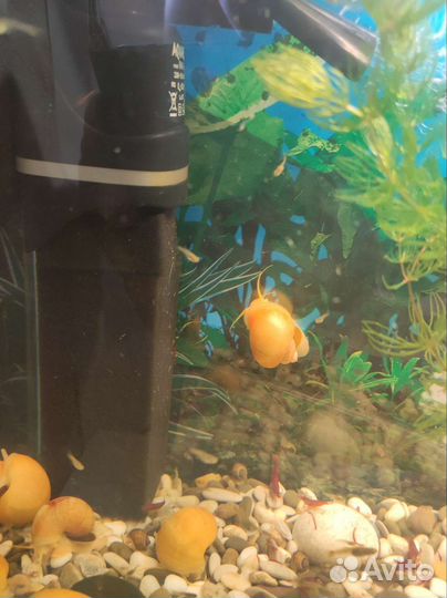 Растение и рыб