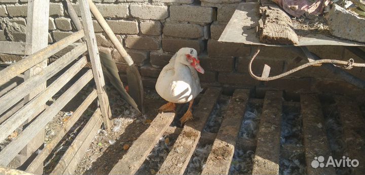 Селезень индоутки