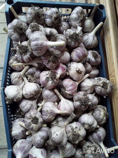 Чеснок домашний