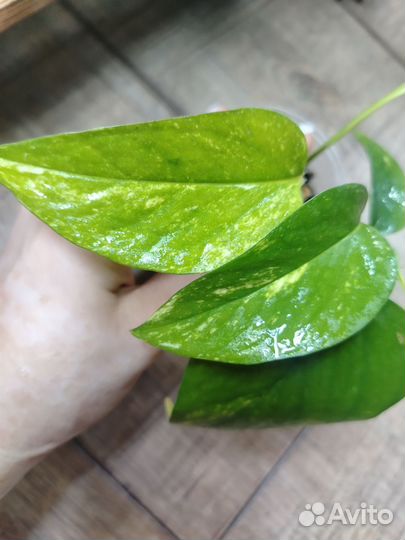 Эпипремнум золотистый