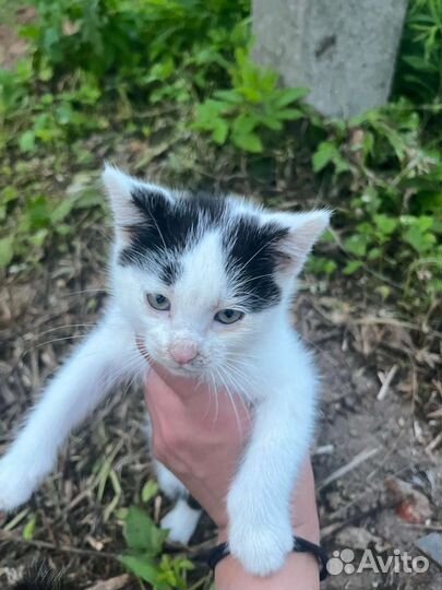 Отдам котят