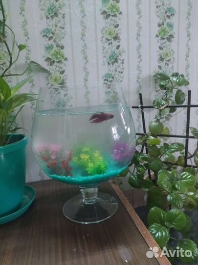 Аквариум