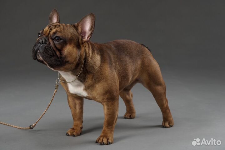 Интерчемпион Вязка