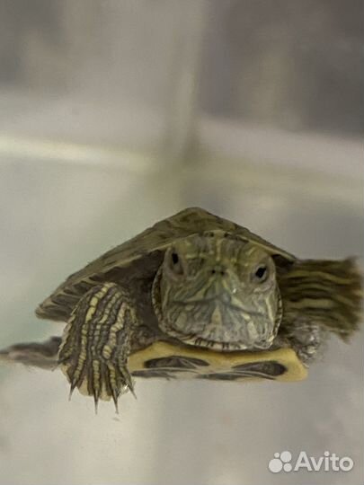 Черепахи водные