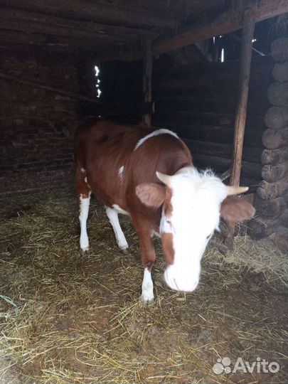 Коровы нетели