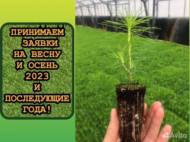 Зкс сеянцы сосны и ели