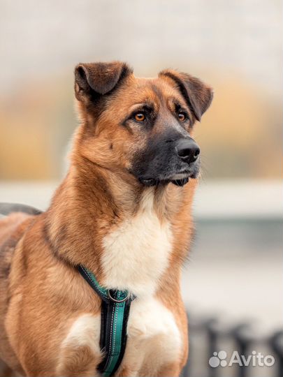 Собака в добрые руки