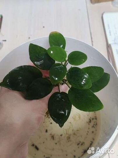 Анубиас нана