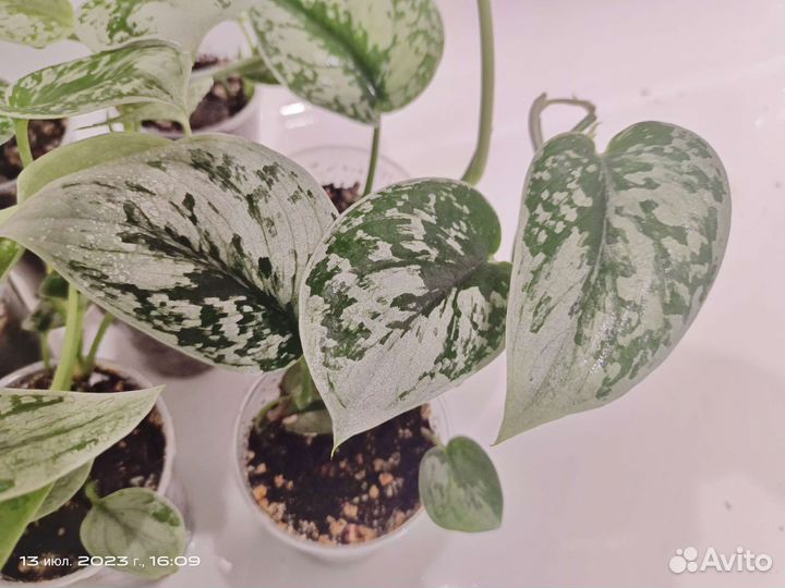 Сциндапсус треби, сильвери