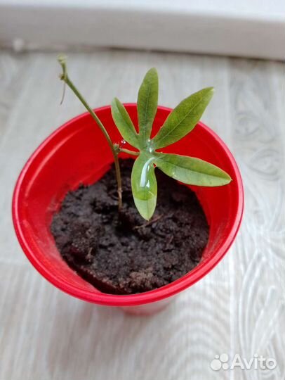 Пассифлора маракуйя