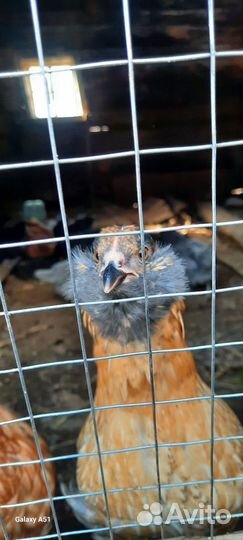 Несушки амераукана