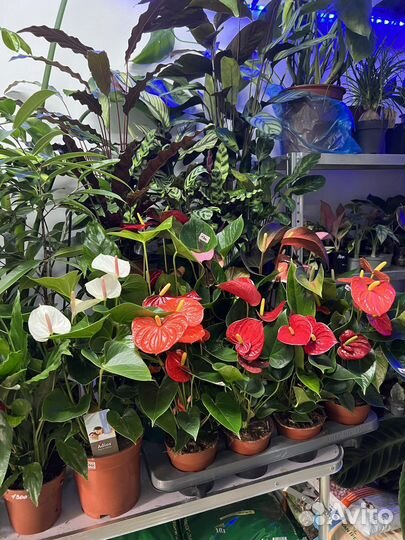 Комнатные растения и сопутствующие товары