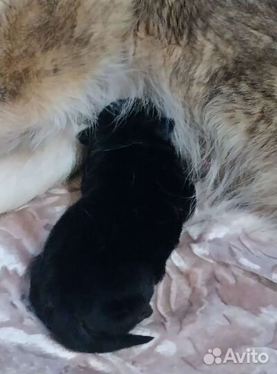 Собака в добрые руки отдам бесплатно