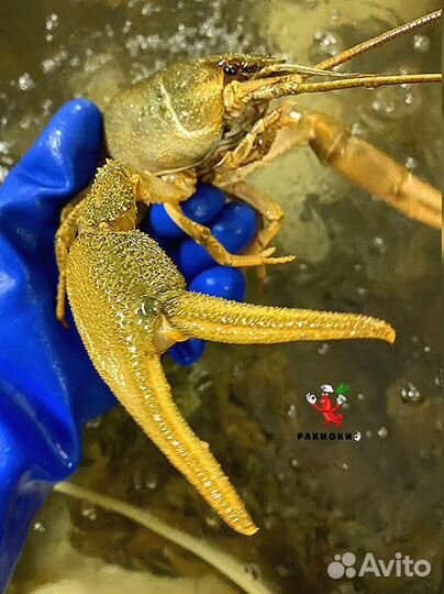 Раки отборные восхитительная варка