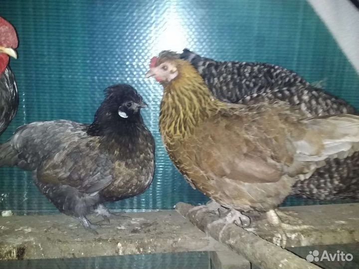 Молодка отборная