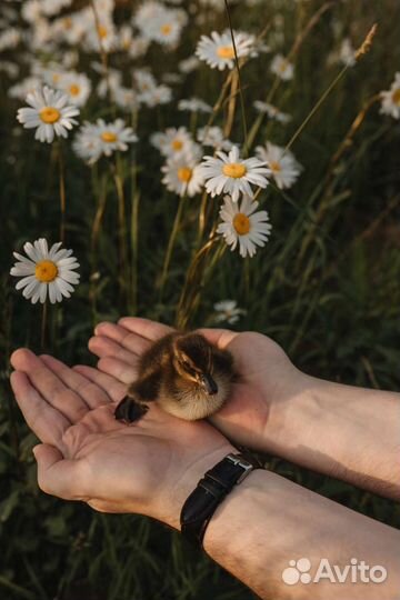Домашняя птица(Утята, цыплята и тп.)