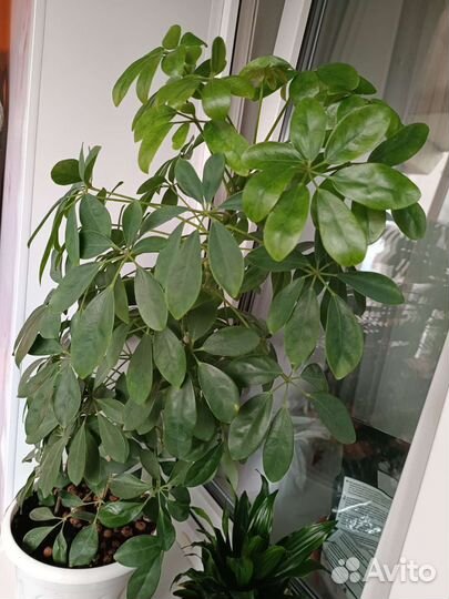 Комнатные цветы шефлера