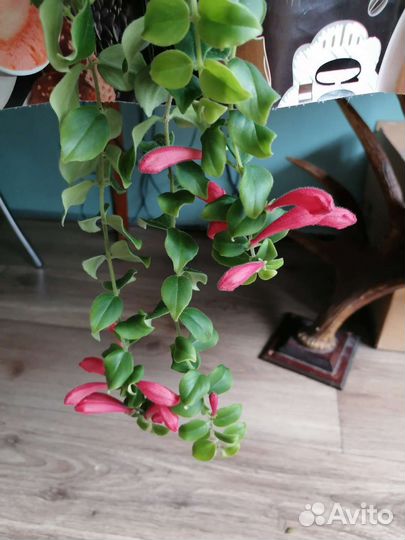 Эсхинантусы