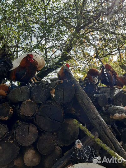 Карликовые петушки