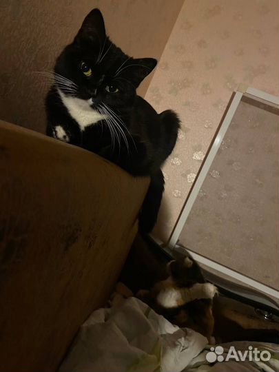 Кошка в дар