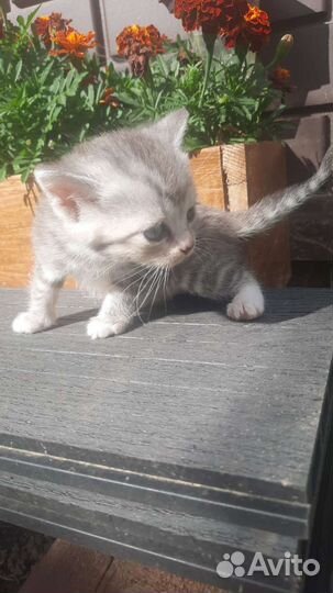 Котёнок девочка