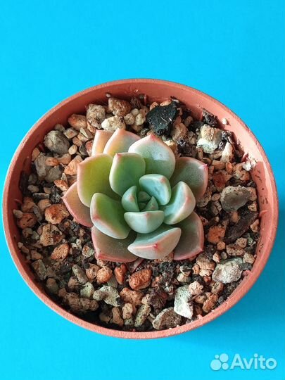 Суккуленты