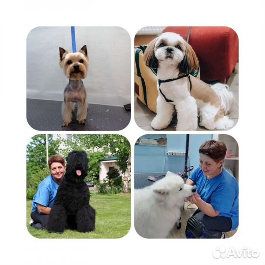 Стрижка собак