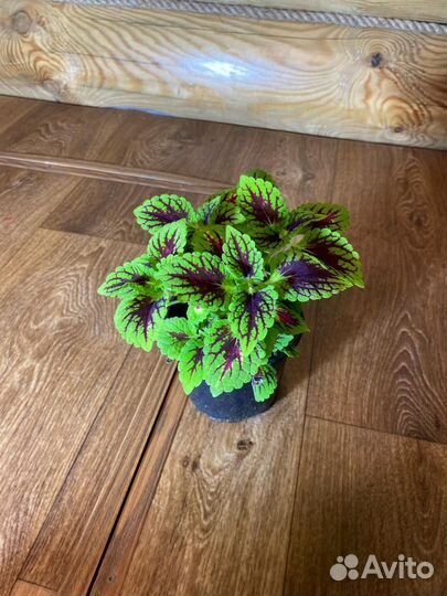 Домашние растения