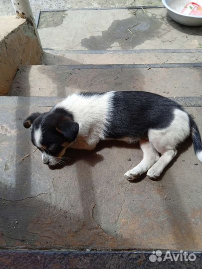 Собака в добрые руки щенок