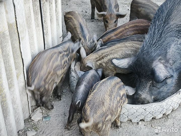 Продам поросят мангалов,возраст 2 месяца