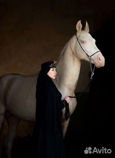 Элитные.Шайр.Ахалтек.Андалуз.Араб ворон.английская