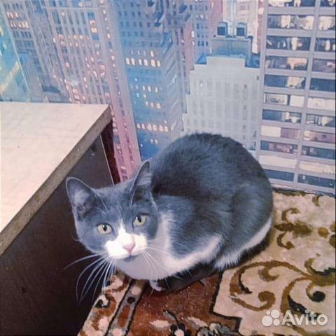 Кошка Зая в добрые руки