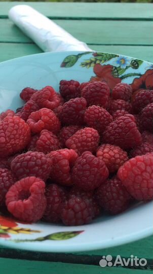 Саженцы ремонтантной малины