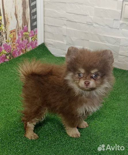 Щенки шпица