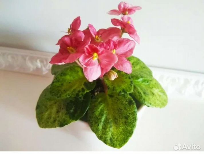 Детки сортовых фиалок