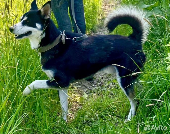 Собака в добрые руки отдам бесплатно