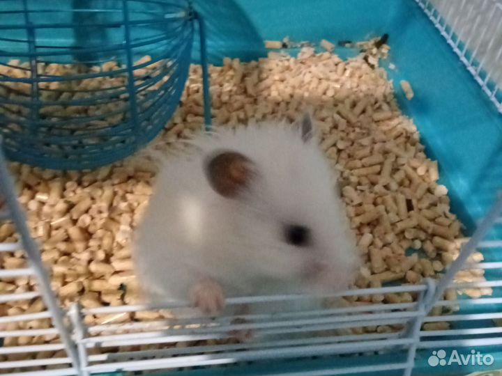 Хомяк с клеткой