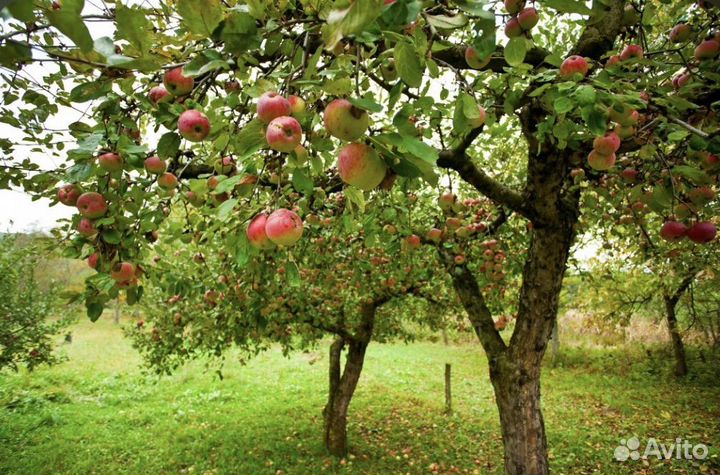 Яблоки, Томатный сок, Огурцы, Помидоры