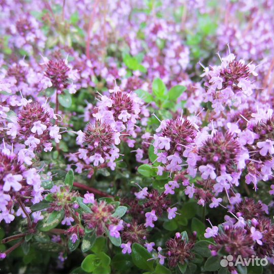 Тимьян чабрец