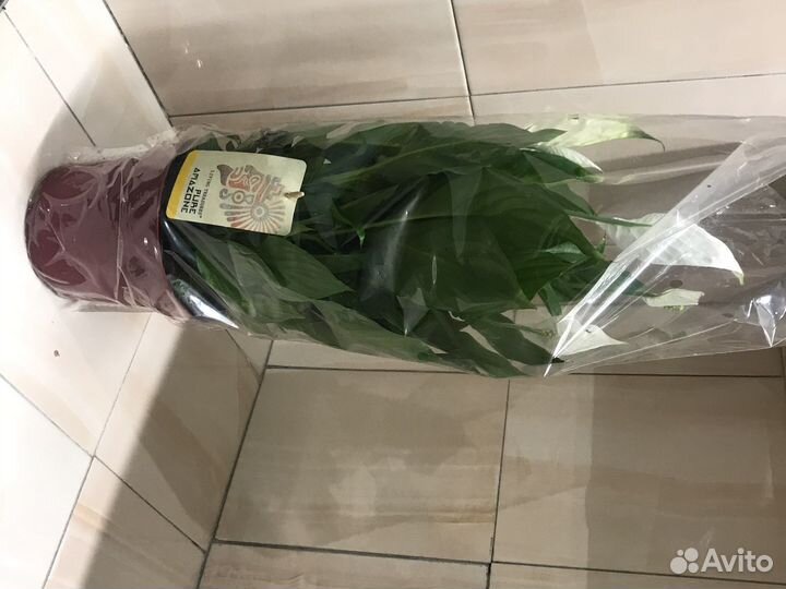 Цветок женское счастье