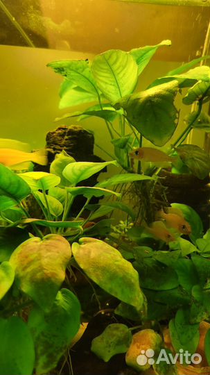 Lamprologus caudopunctatus /лампрологус