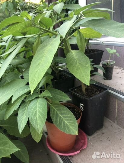 Бругмансия цветы (ангельские колокола)