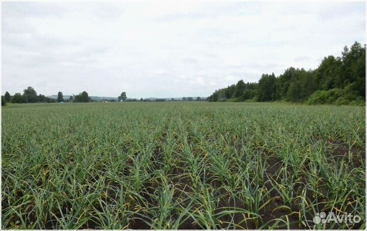 Прибыльный бизнес гарантированный доход