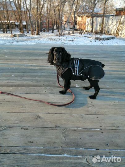 Одежда для средних собак