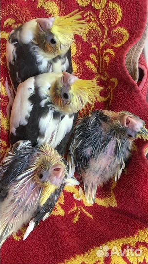 Птенцы Кареллы