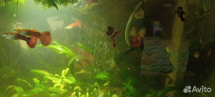 Аквариумные рыбки гуппи