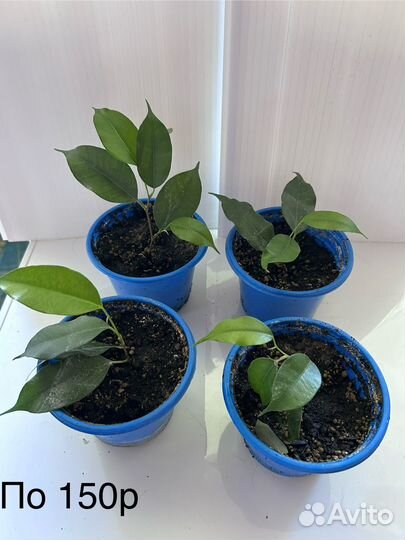 Комнатные цветы