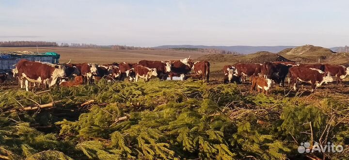 Коровы, бык, тёлки, телята породы герефорд