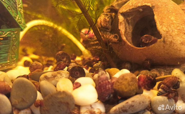 Улитки аквариумные